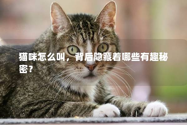 猫咪怎么叫，背后隐藏着哪些有趣秘密？