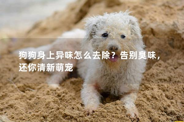 狗狗身上异味怎么去除？告别臭味，还你清新萌宠