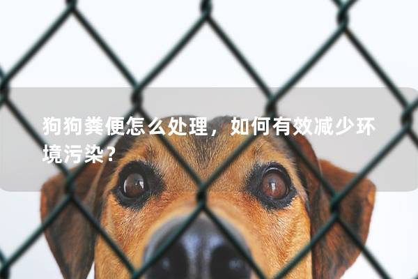 狗狗粪便怎么处理，如何有效减少环境污染？