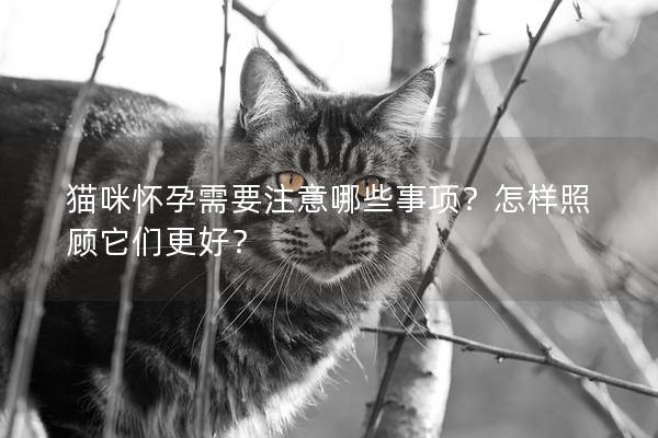 猫咪怀孕需要注意哪些事项？怎样照顾它们更好？