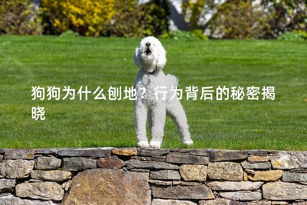狗狗为什么刨地？行为背后的秘密揭晓
