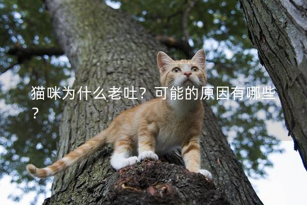 猫咪为什么老吐？可能的原因有哪些？