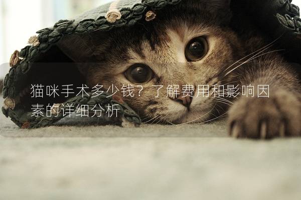 猫咪手术多少钱？了解费用和影响因素的详细分析