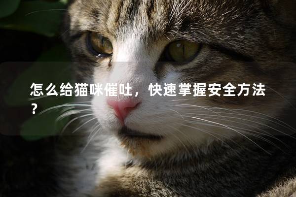 怎么给猫咪催吐，快速掌握安全方法？