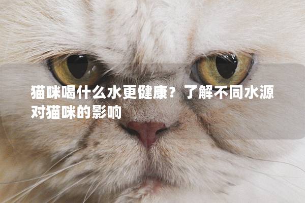 猫咪喝什么水更健康？了解不同水源对猫咪的影响