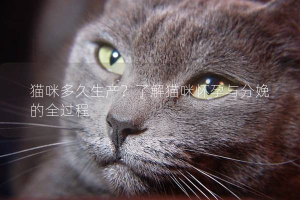 猫咪多久生产？了解猫咪怀孕与分娩的全过程