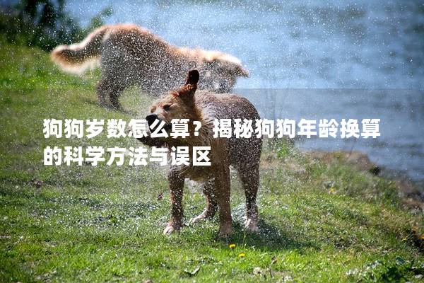 狗狗岁数怎么算？揭秘狗狗年龄换算的科学方法与误区