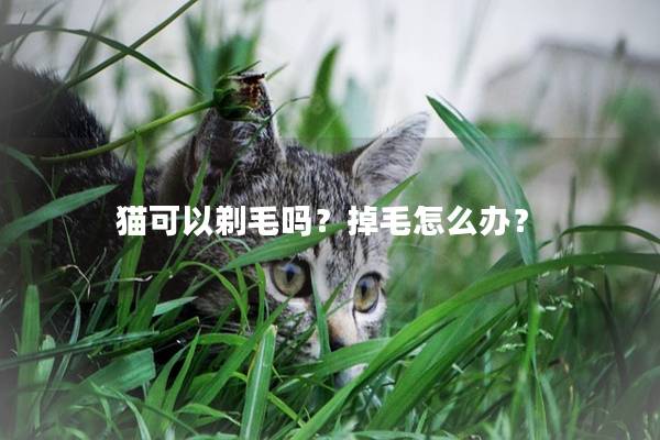 猫可以剃毛吗？掉毛怎么办？