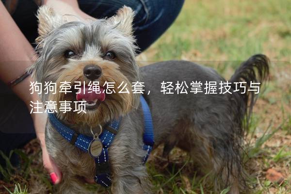 狗狗牵引绳怎么套，轻松掌握技巧与注意事项