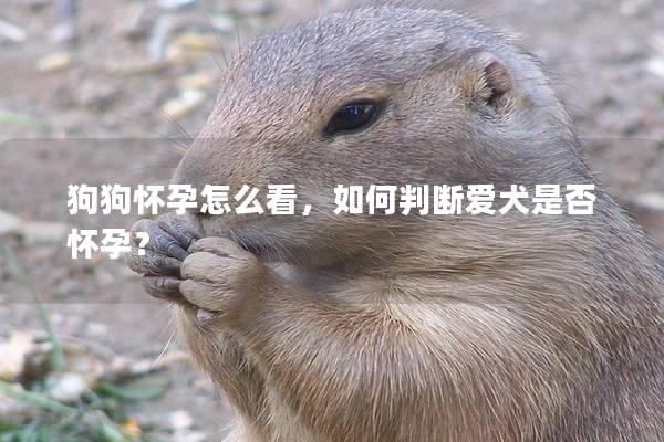狗狗怀孕怎么看，如何判断爱犬是否怀孕？