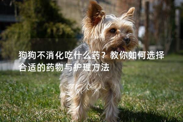 狗狗不消化吃什么药？教你如何选择合适的药物与护理方法