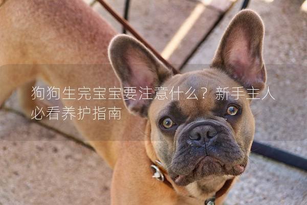 狗狗生完宝宝要注意什么？新手主人必看养护指南