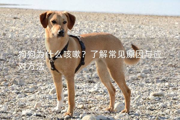 狗狗为什么咳嗽？了解常见原因与应对方法