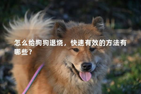 怎么给狗狗退烧，快速有效的方法有哪些？