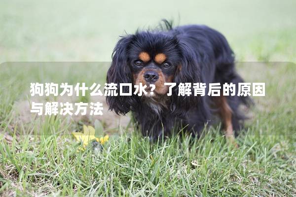 狗狗为什么流口水？了解背后的原因与解决方法