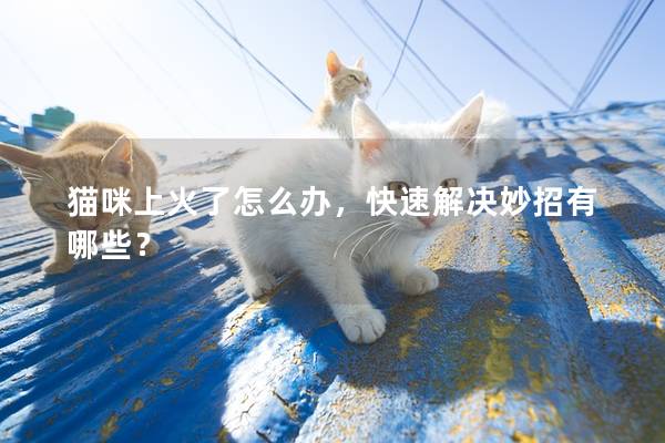 猫咪上火了怎么办，快速解决妙招有哪些？