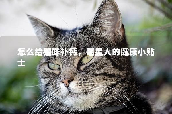 怎么给猫咪补钙，喵星人的健康小贴士