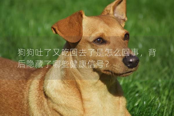 狗狗吐了又吃回去了是怎么回事，背后隐藏了哪些健康信号？