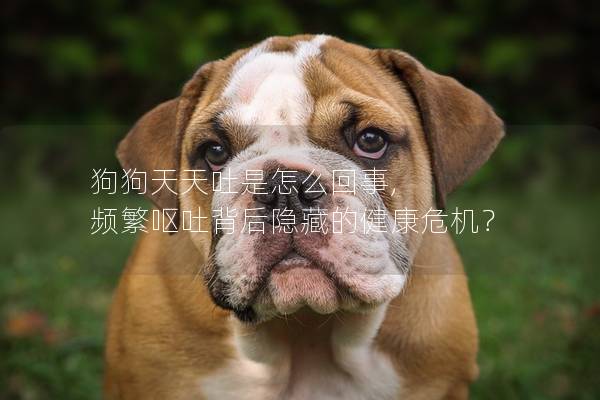狗狗天天吐是怎么回事, 频繁呕吐背后隐藏的健康危机？