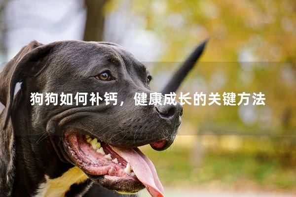 狗狗如何补钙，健康成长的关键方法