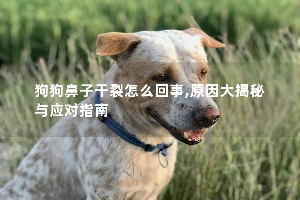 狗狗鼻子干裂怎么回事,原因大揭秘与应对指南