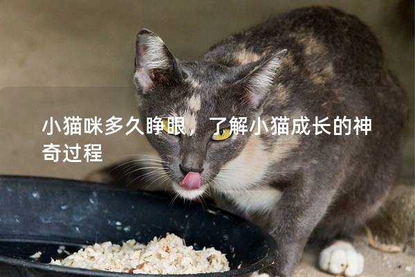 小猫咪多久睁眼，了解小猫成长的神奇过程