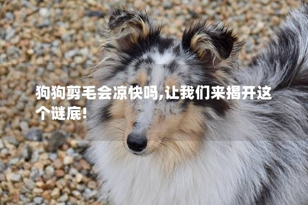 狗狗剪毛会凉快吗,让我们来揭开这个谜底!