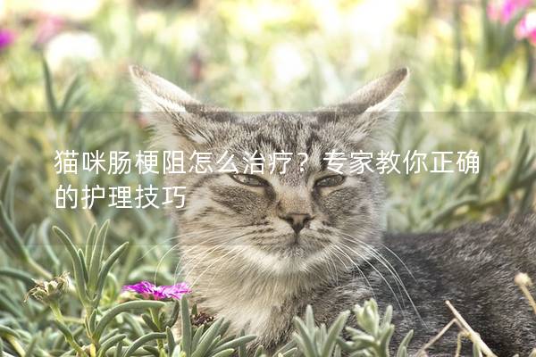 猫咪肠梗阻怎么治疗？专家教你正确的护理技巧