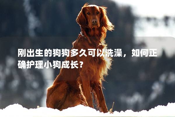 刚出生的狗狗多久可以洗澡，如何正确护理小狗成长？