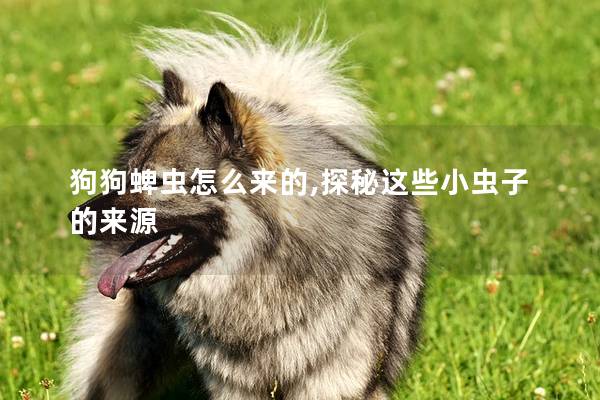 狗狗蜱虫怎么来的,探秘这些小虫子的来源