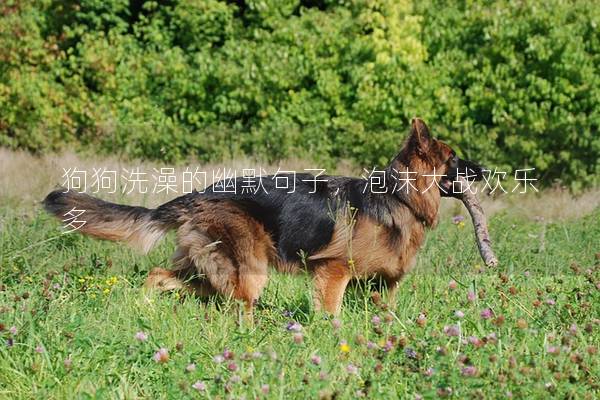 狗狗洗澡的幽默句子，泡沫大战欢乐多