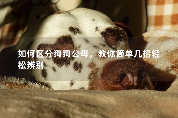 如何区分狗狗公母，教你简单几招轻松辨别