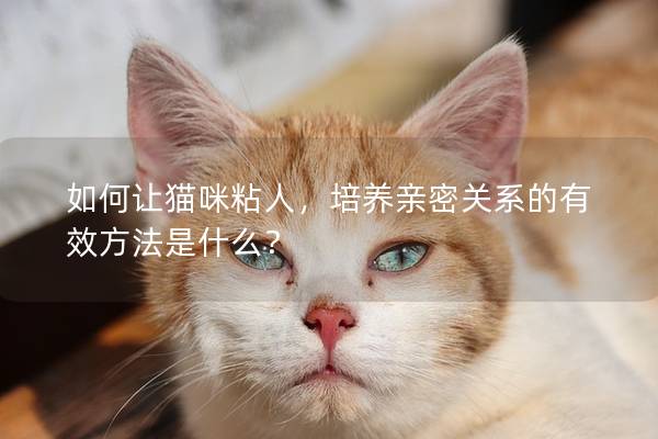 如何让猫咪粘人，培养亲密关系的有效方法是什么？