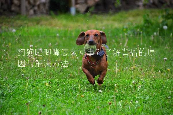 狗狗吧唧嘴怎么回事？了解背后的原因与解决方法