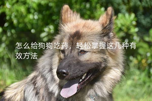 怎么给狗狗吃药，轻松掌握这几种有效方法