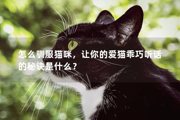 怎么驯服猫咪，让你的爱猫乖巧听话的秘诀是什么？