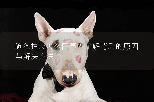 狗狗抽泣怎么回事？了解背后的原因与解决方法