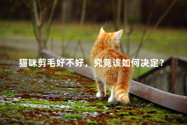 猫咪剪毛好不好，究竟该如何决定？