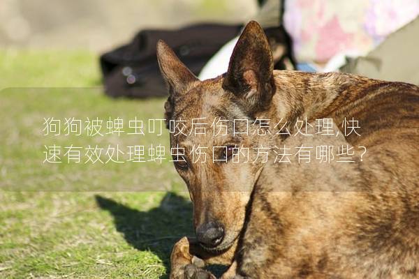 狗狗被蜱虫叮咬后伤口怎么处理,快速有效处理蜱虫伤口的方法有哪些？