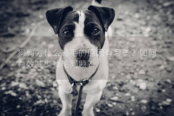 狗狗为什么掉毛的原因有哪些？如何有效减少掉毛问题？