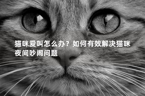 猫咪爱叫怎么办？如何有效解决猫咪夜间吵闹问题