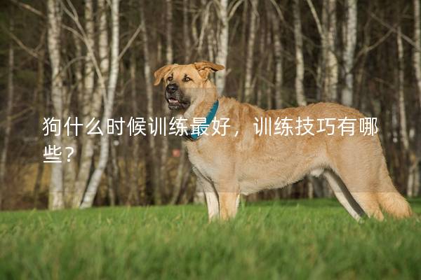 狗什么时候训练最好，训练技巧有哪些？