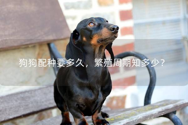 狗狗配种要多久，繁殖周期知多少？