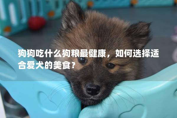 狗狗吃什么狗粮最健康，如何选择适合爱犬的美食？