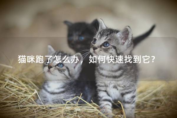 猫咪跑了怎么办，如何快速找到它？