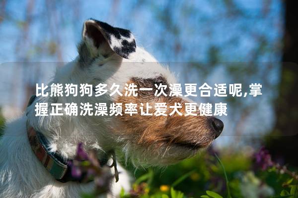 比熊狗狗多久洗一次澡更合适呢,掌握正确洗澡频率让爱犬更健康