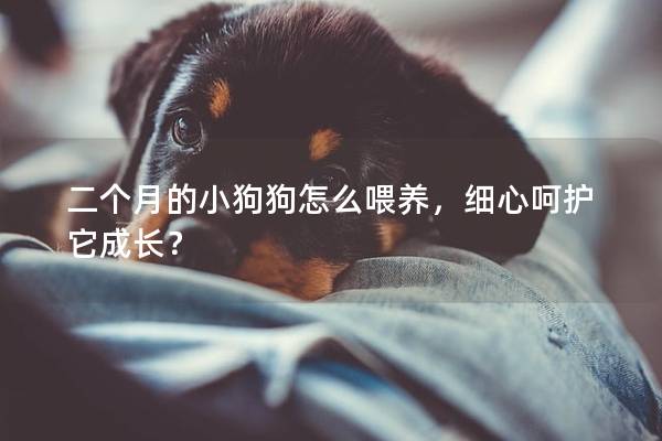 二个月的小狗狗怎么喂养，细心呵护它成长？