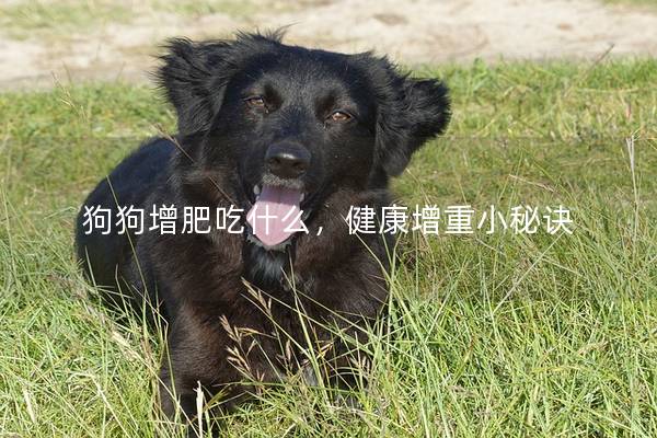狗狗增肥吃什么，健康增重小秘诀