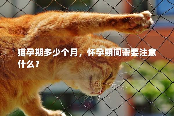 猫孕期多少个月，怀孕期间需要注意什么？