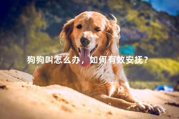 狗狗叫怎么办，如何有效安抚？